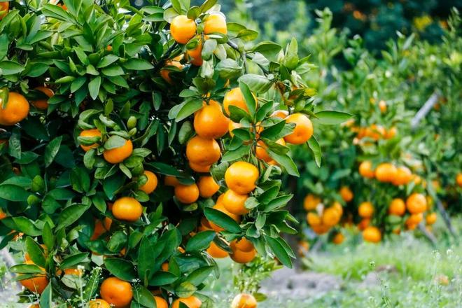 “绿”动新生“华”彩绽放(图6)