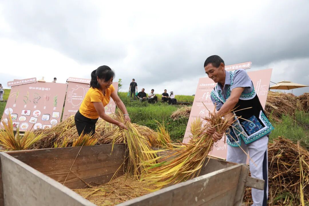 贵州龙里：在希望的田野上奏响丰收乐章(图4)