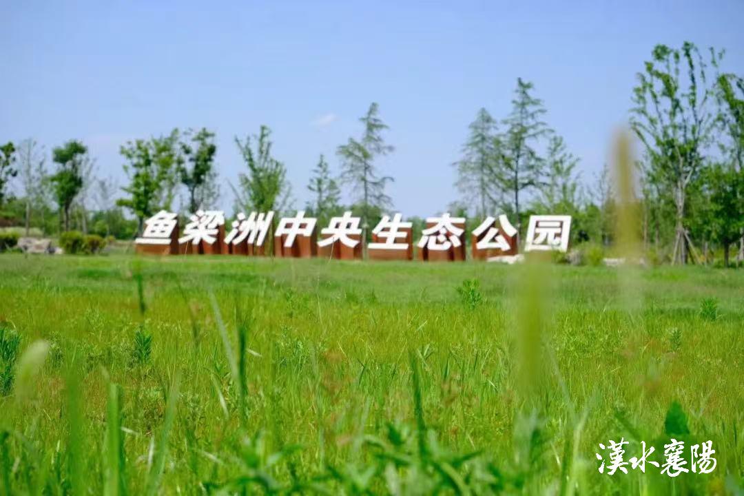 美丽襄阳“绿心”澎湃！千里汉江第一大岛书写“两山”新答卷(图5)